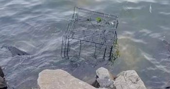 Dog’s Bark Broke The Calm Of The River When Banged Up Cage Floats Over