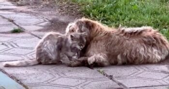 Dog And Cat Stayed By Old House, Caring For One Another After Owner Passed