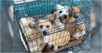 Dogs Crammed In Small Cage Sat On Rescue’s Front Steps, One Still Smiled