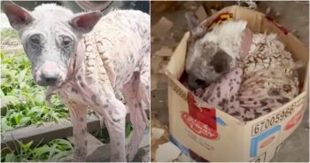 Bald Dog Ran From Woman To Curl Up Inside Her ‘Comfort Box’