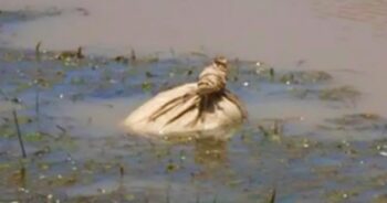 Kayakers Spotted Potato Sack Floating In River, Paddled Closer And Untied It