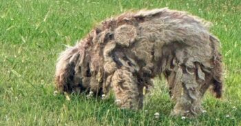 Matted Dog On The Loose For 8 Months Had 3-Pounds Of Tangled Fur Removed