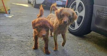 Puppies Played Together To Distract Themselves From Uncertainty