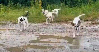 Man Is Ambushed By Litter Of Abandoned Puppies On Dead-End Road