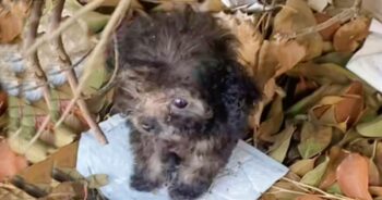 ‘Palm-Sized’ Puppy Sat On Leaf Pile, Intimidated By The Giant World