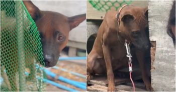 Dog ‘Relieved’ When Kind People Came To Free Her, But The Owner Said, “No”