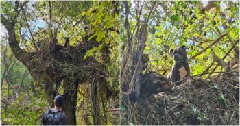 Dog Carried Away By Hurricane Floodwaters Found Stranded In Tree