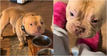 Food Lovin’ Bully Pauses Mid Meal To Give Human A Message