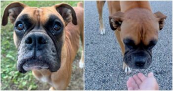 When Woman Stumbled Across Stray Boxer, It Was Clear He Wanted More Than Food