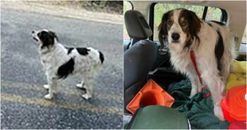 Dog Flags Down Passing Cop And Demands That He Follow Her