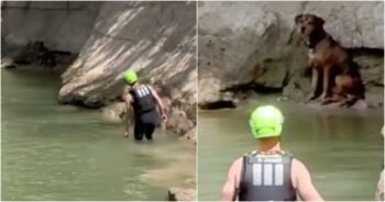 Golfers Abandon Game When They See A Furry-Someone Stranded In Creek