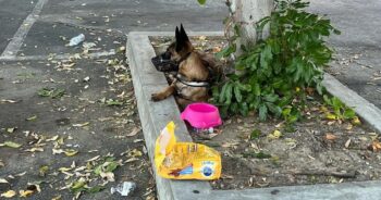 Homeless Family Had To Abandon Their Dog When Shelter Wouldn’t Take Her