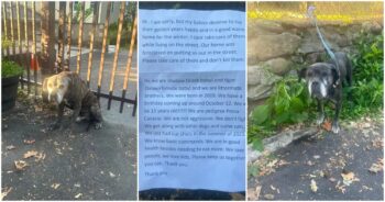 Senior Dogs Tied To Shelter Fence With Agonizing Letter From Homeless Owner