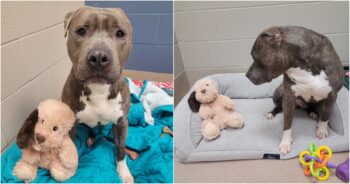 Shelter Dog Missing One Ear Tears Same One Off His Stuffie To Look Like Him