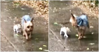 Stray Kitten Chooses To Follow Yorkie Home And He Encouraged Her Every Step