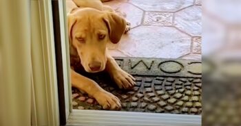 Stray Puppy Was Welcomed By Family But He Remained Outside, Unsure Of Himself