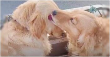 Dogs Say A ‘Touching Goodbye’ When Man Can’t Afford To Purchase Both Of Them