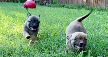 Pups Missing Mom See A Dog That Looks Like Her Enter The Yard