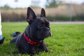 16 Sensitive Dog Breeds That Wear Their Hearts On Their Sleeves