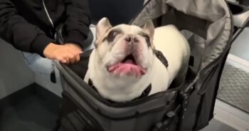 People Can’t Help but Stop When They Hear This Frenchie’s Funny Voice