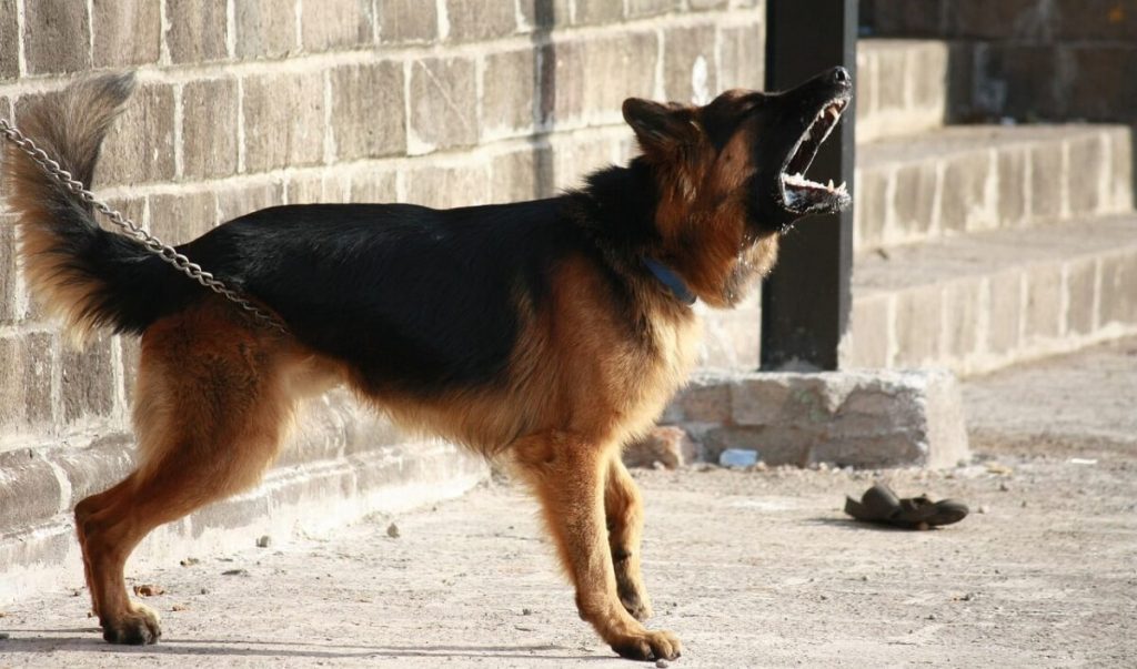 Meet The 13 Best Dogs For Protection – Your Ultimate Defenders!