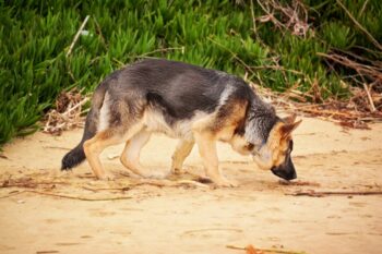 16 Best Working Dog Breeds: Dogs That Excel at Their Jobs