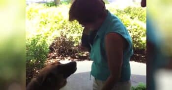 German Shepherd Can’t Contain Excitement When Mom Returns After Just One Day Away