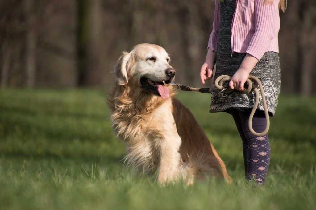 14 Dog Breeds That Thrive On Human Interaction And Hate Being Alone