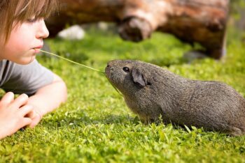 The 10 Best Pets For Children With Anxiety