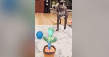 Howling Pittie Has Hilarious Reaction When Cactus Toy ‘Talks’ to Him