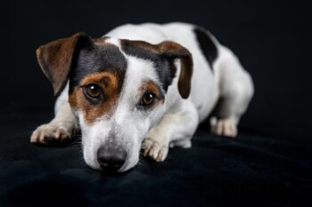 10 Things Every Jack Russell Owner Needs in Their Home