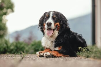 10 Things Every Bernese Mountain Dog Owner Needs in Their Home