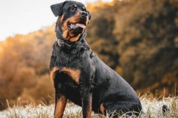 16 Most Vigilant Dog Breeds: Dogs That Are Always on Guard