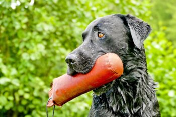 10 Dog Breeds That Love To Fetch (+ 5 That Hate Retrieving)