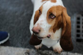 9 Fun Facts You Didn’t Know About Basset Hounds