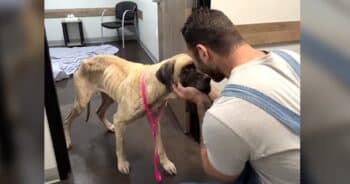 Man Gently Holds ‘Broken’ Dog’s Face and Promises to Save Her