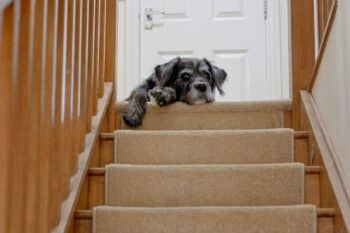 12 Surprising Reasons Some Dogs Are Afraid of Stairs