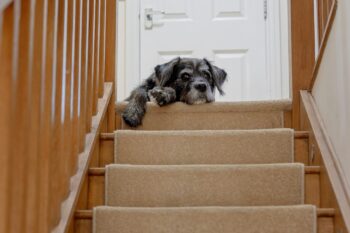 The Surprising Reason Some Dogs Are Afraid Of Stairs