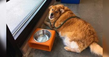 Morbidly Obese Dog Makes a Life-Changing Decision, Inspiring Everyone