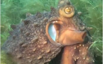 Octopus Leads Diver Along Marked Path to Hidden Underwater Shrine