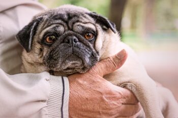 11 Dogs Perfect for Seniors Who Like a Peaceful Pup