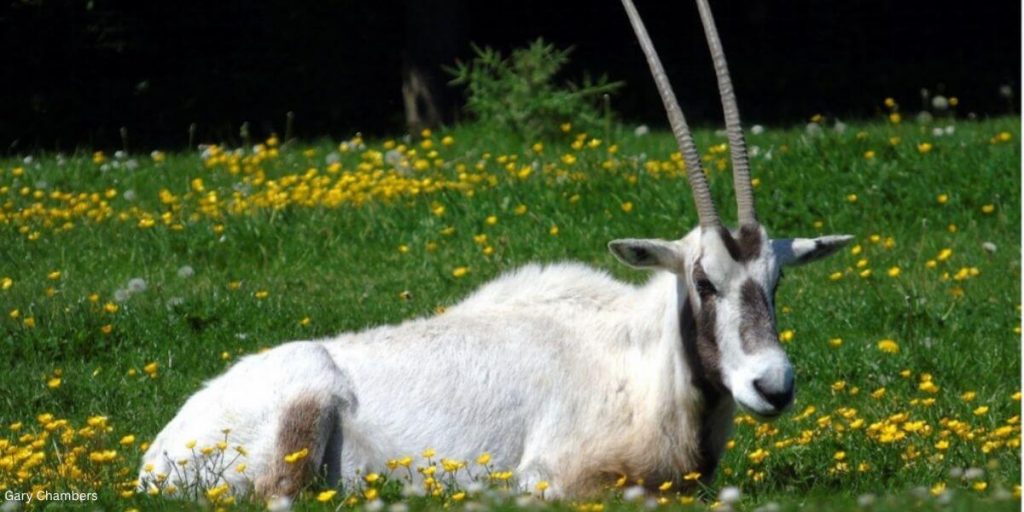 ‘Wounded Warrior Project’ Auctions Off Canned Hunt of Endangered Oryx; Military Veteran Says Stop Promoting Pointless Violence