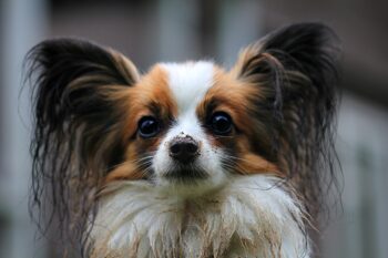 10 Things Every Papillon Owner Needs in Their Home