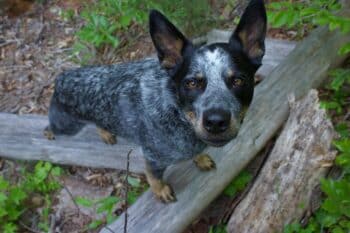 The 9 Oldest Dogs Of All Time