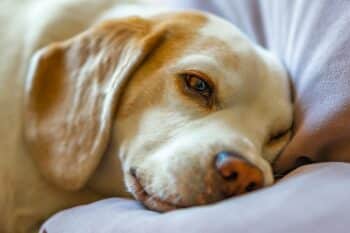 12 Unexpected Facts About Dogs Sleeping with Their Eyes Open