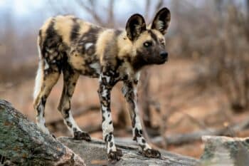 16 Most Exotic Species Of Wild Dogs On Earth