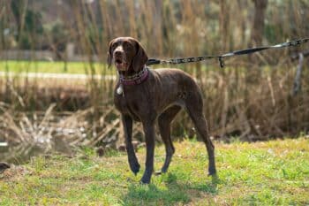 12 Dog Breeds That Love Hiking (and 5 That Hate Long Walks)