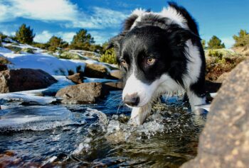 11 Best Dogs Breeds For Intellectual People