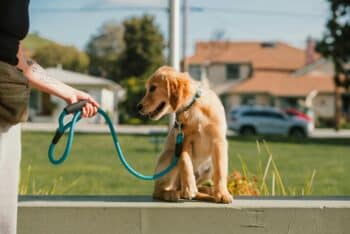 Why Do Dogs Sometimes Refuse To Walk? It’s Not Always Stubbornness