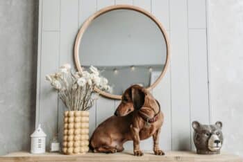 Can Dogs Recognize Themselves In Mirrors? The Answer May Surprise You